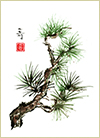 Gnarled Pine